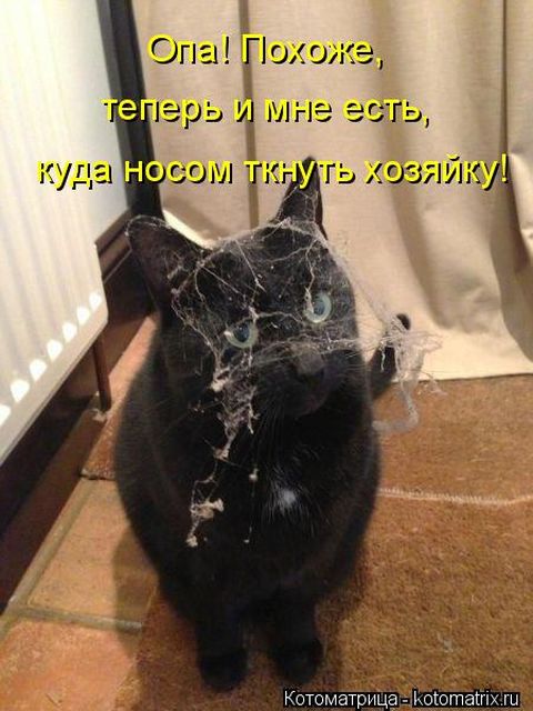 Лучшие котоматрицы недели