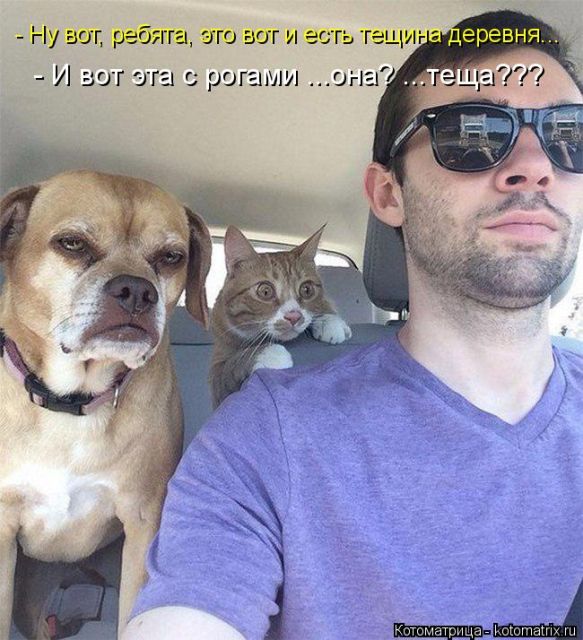 Лучшие котоматрицы недели