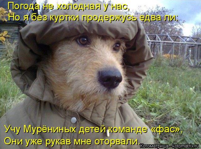Лучшие котоматрицы недели