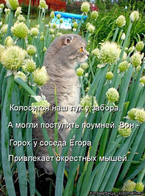 Лучшие котоматрицы недели