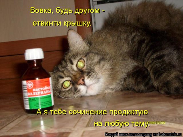 Лучшие котоматрицы недели