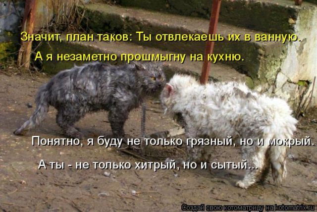 Лучшие котоматрицы недели