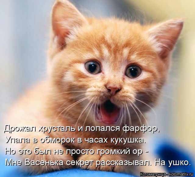 Лучшие котоматрицы недели