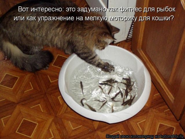Лучшие котоматрицы недели