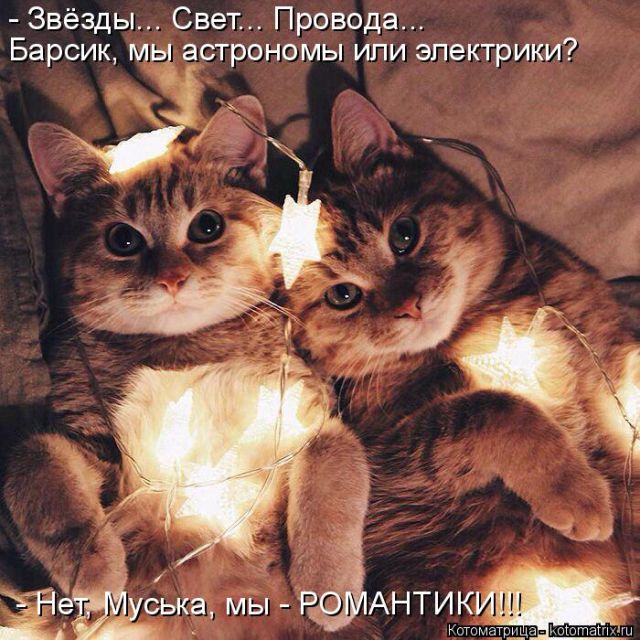 Лучшие котоматрицы недели
