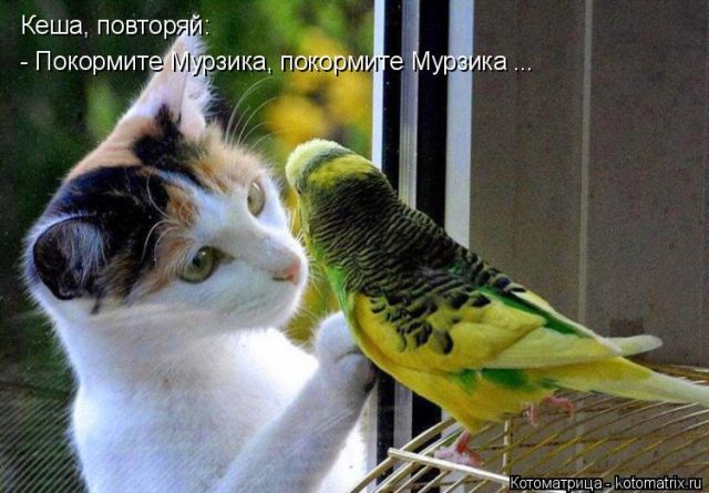Лучшие котоматрицы недели