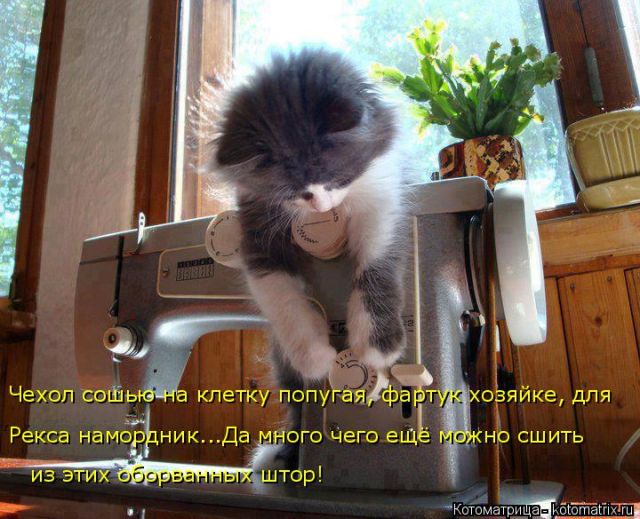 Лучшие котоматрицы недели