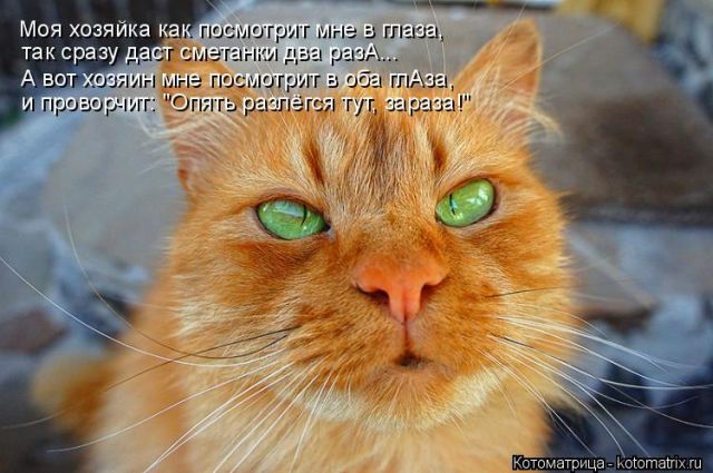 Лучшие котоматрицы недели