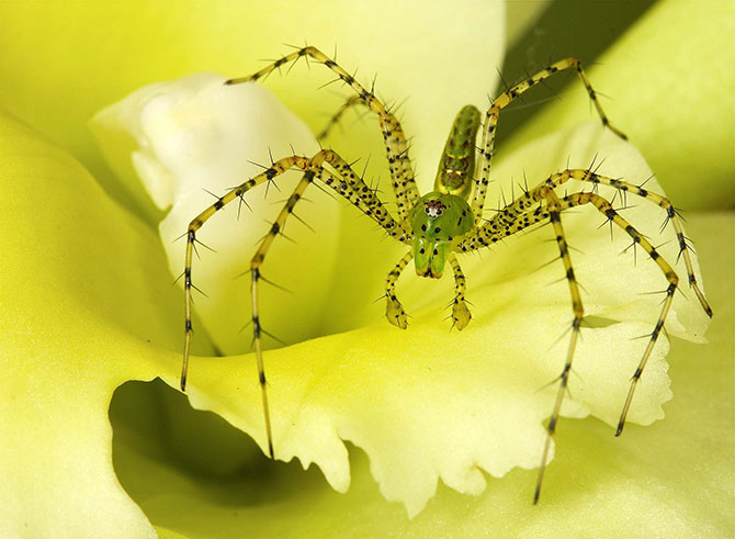 Победители фотоконкурса «Focus on Nature 2014»