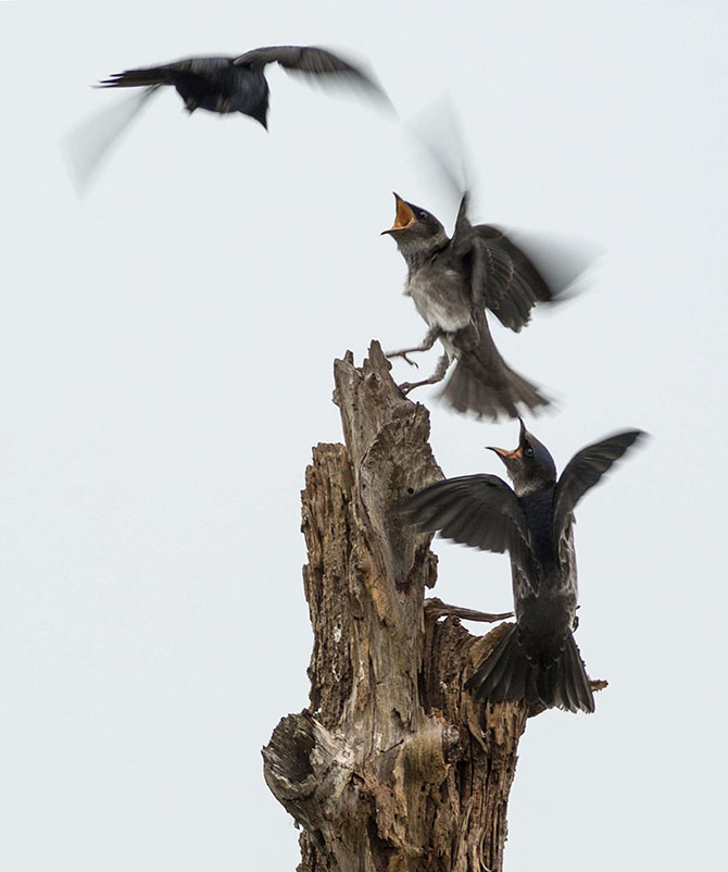 Победители фотоконкурса «Focus on Nature 2014»