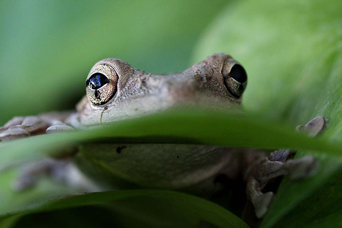 Победители фотоконкурса «Focus on Nature 2014»