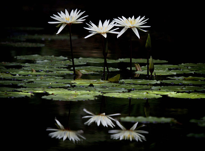Победители фотоконкурса «Focus on Nature 2014»