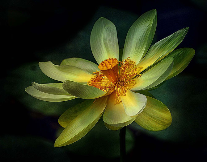Победители фотоконкурса «Focus on Nature 2014»