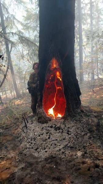 Порция картинок