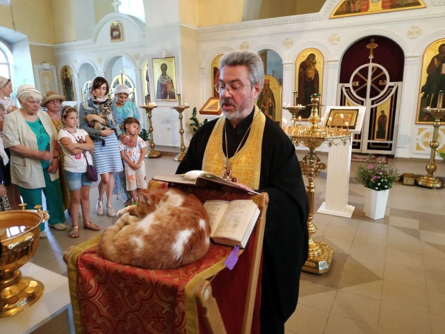 В подмосковном храме прошёл молебен о бездомных кошках и собаках