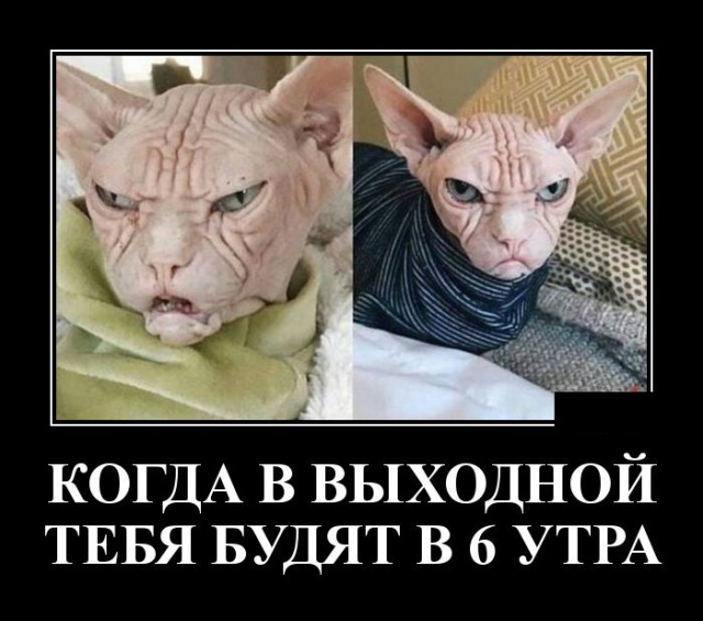 Демотиваторы