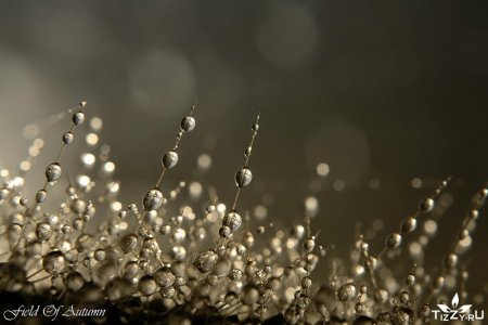 Фотограф Sandy