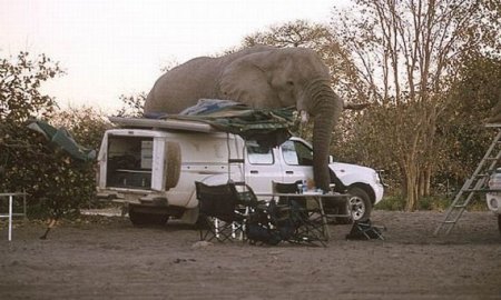 Испорченный пикник (12 фото)