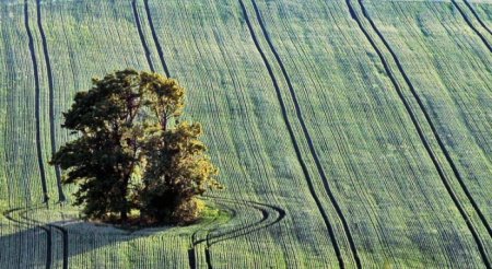 Деревья_ красивые и удивительные (33 фотографии)