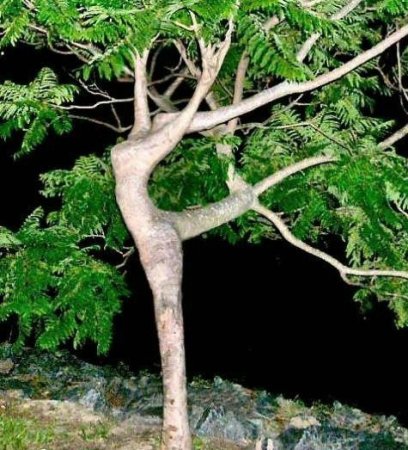 Деревья_ красивые и удивительные (33 фотографии)