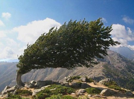 Деревья_ красивые и удивительные (33 фотографии)