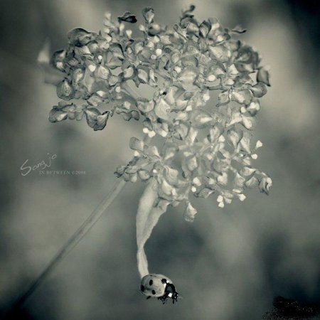 Фотографии Jo Song
