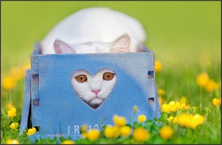 Щеночки и котятки (20 фото)
