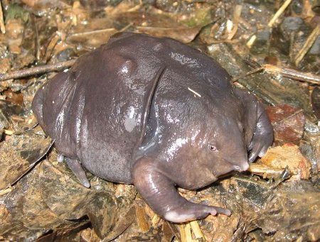 Необычные созданья (24 фото)