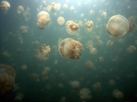 Царство медуз (19 фото)