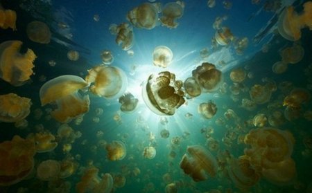 Царство медуз (19 фото)