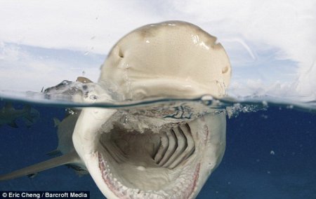 Заглянуть в пасть акуле (4 фото)