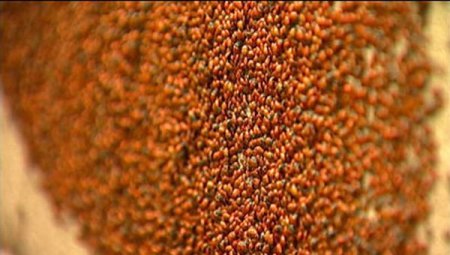 Нашествие божьих коровок