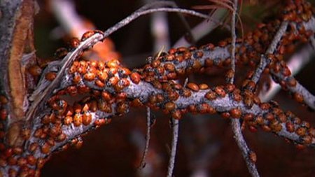 Нашествие божьих коровок