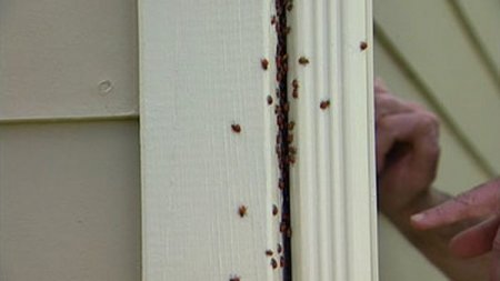 Нашествие божьих коровок