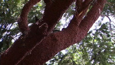 Нашествие божьих коровок