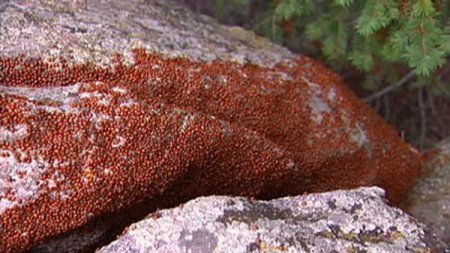 Нашествие божьих коровок