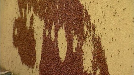 Нашествие божьих коровок