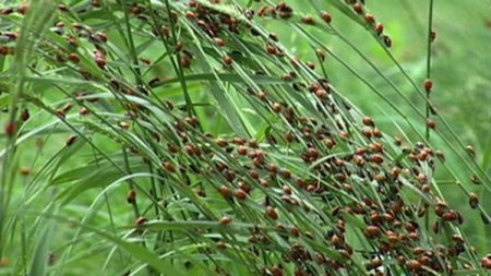 Нашествие божьих коровок