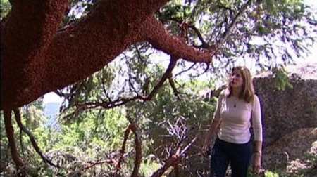 Нашествие божьих коровок