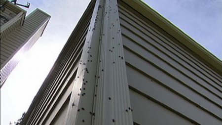 Нашествие божьих коровок