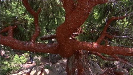 Нашествие божьих коровок