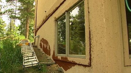 Нашествие божьих коровок