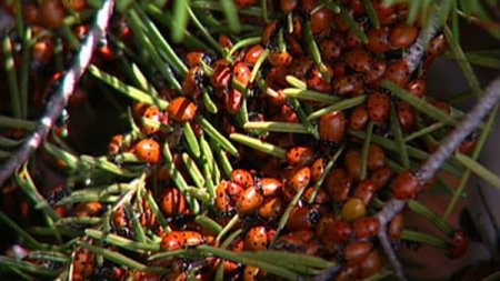 Нашествие божьих коровок