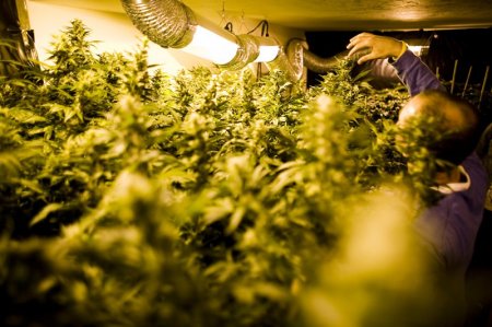 Легализация марихуаны (16 фото)