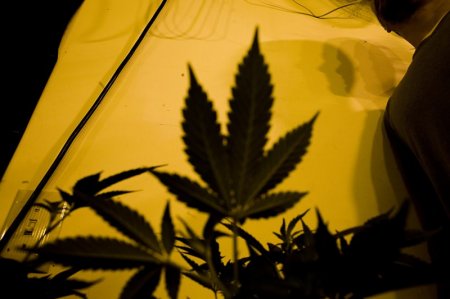 Легализация марихуаны (16 фото)