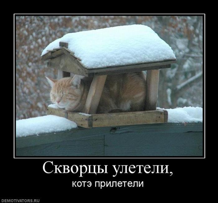 Демотиваторы (73 фото)
