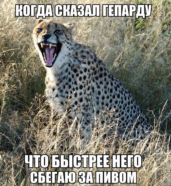 Порция картинок