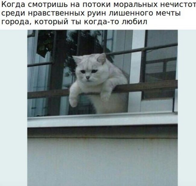 Порция картинок