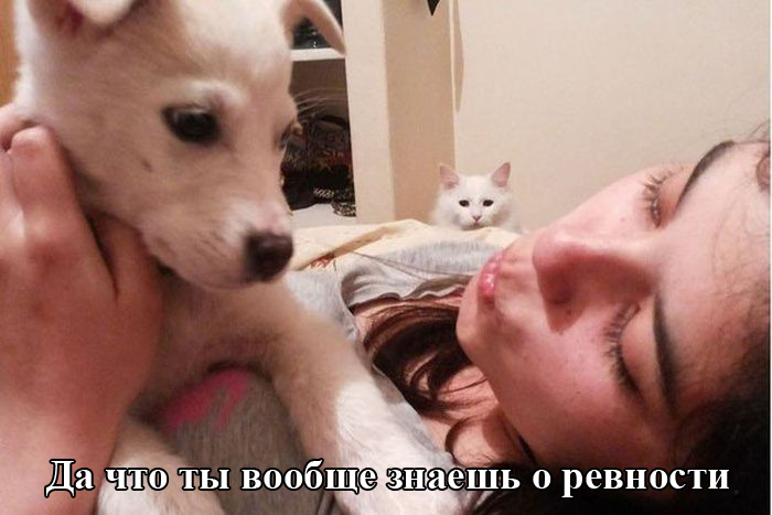 Порция картинок