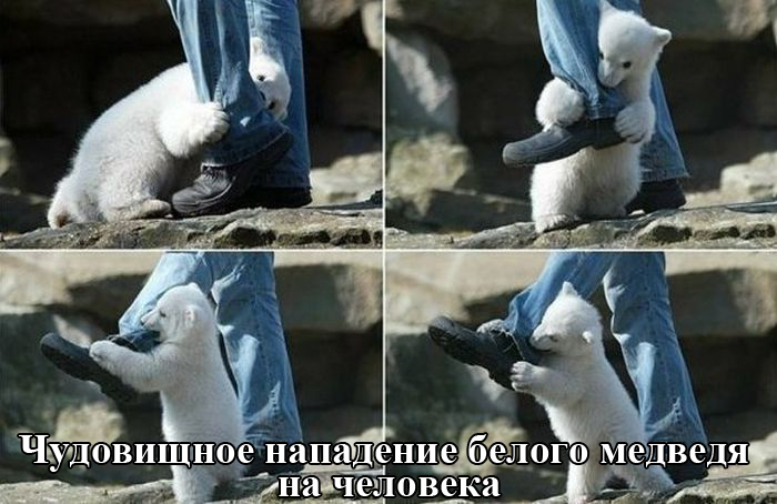 Порция картинок